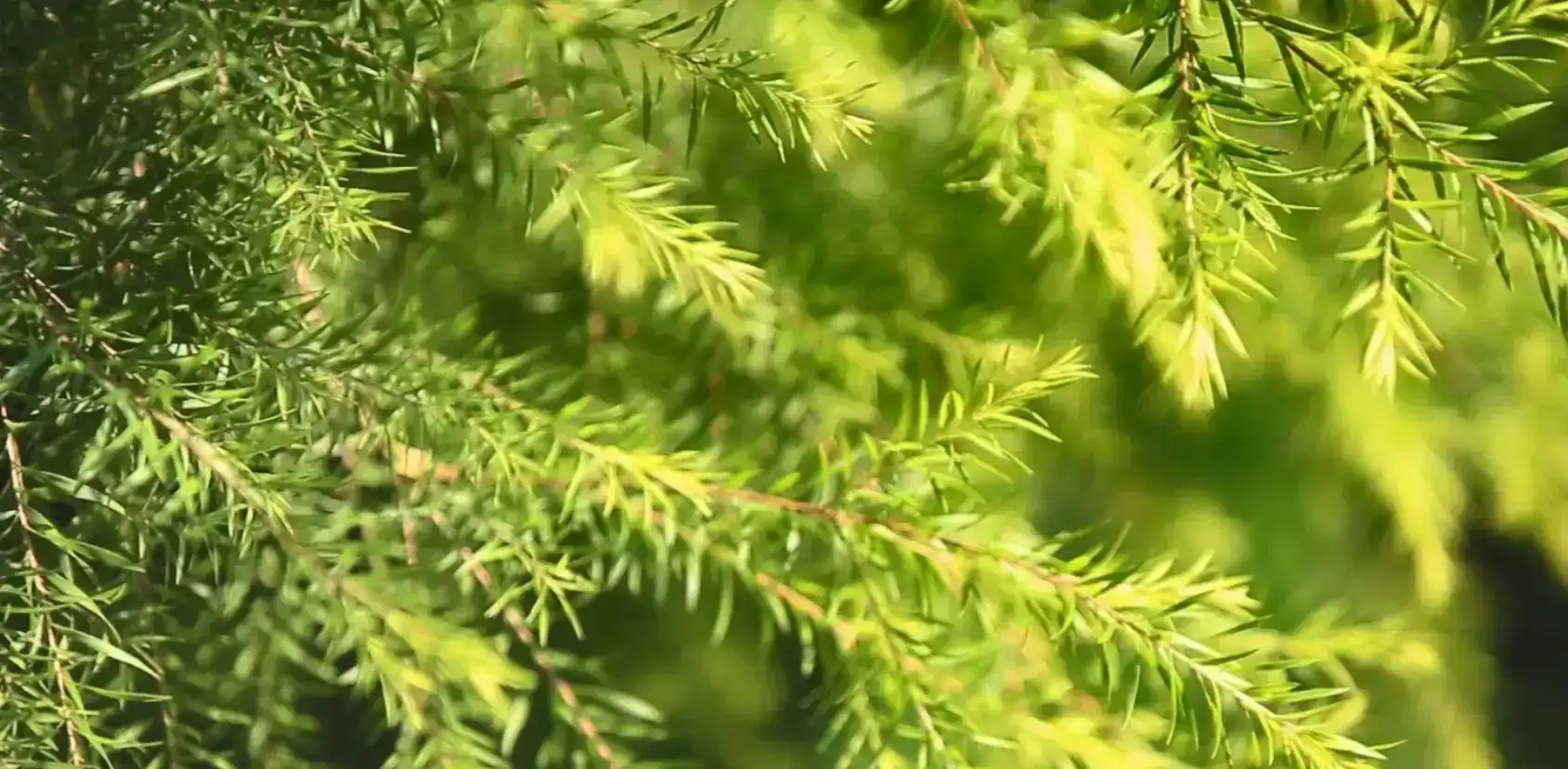 Tall Oil Sterol Ester Tall Oil Sterol Ester